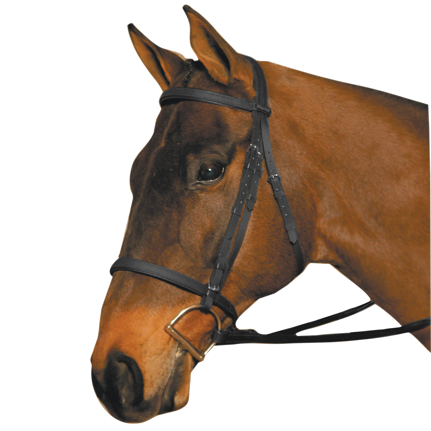 Wintec Bridle - 313:39501479477308,39501479510076