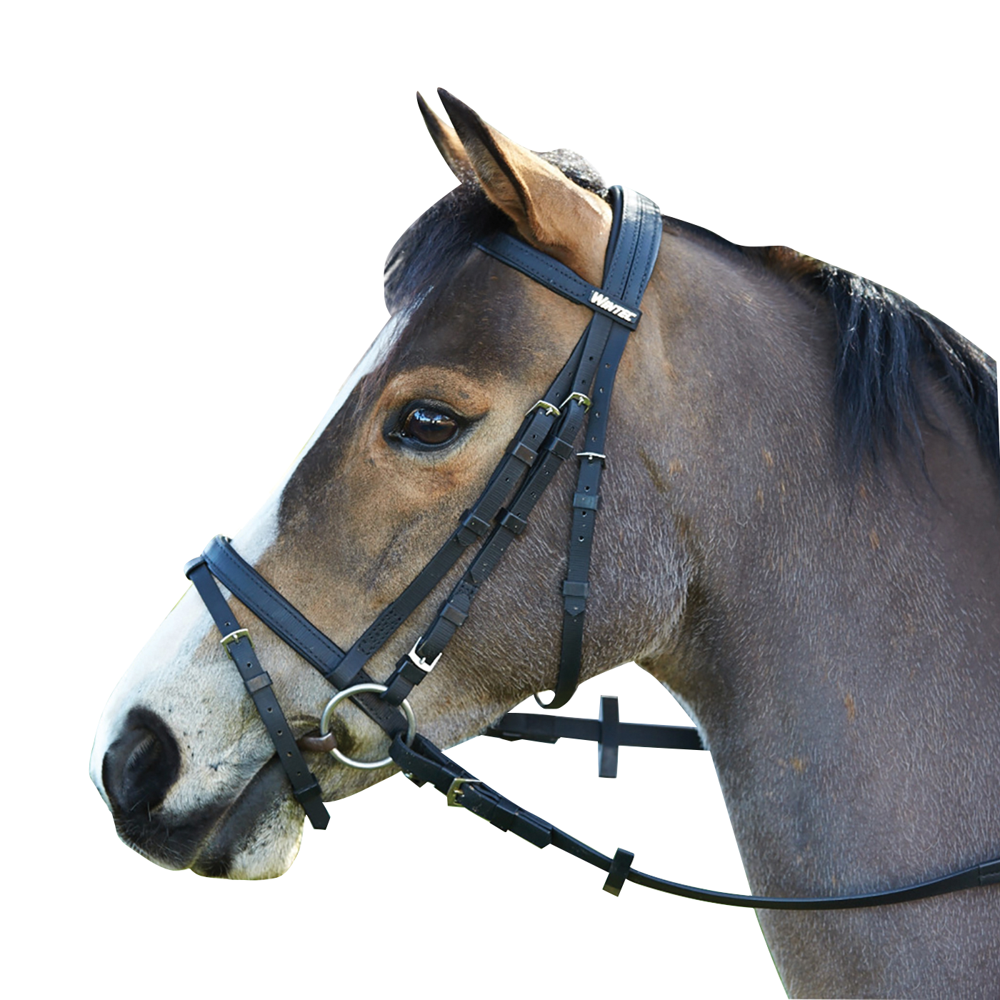 Wintec Bridle with Hanoverian Noseband (Flash) - 315:31033056395324,31033056428092,31033056460860